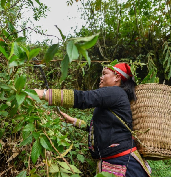 Quy trình sản Lá tắm người Dao