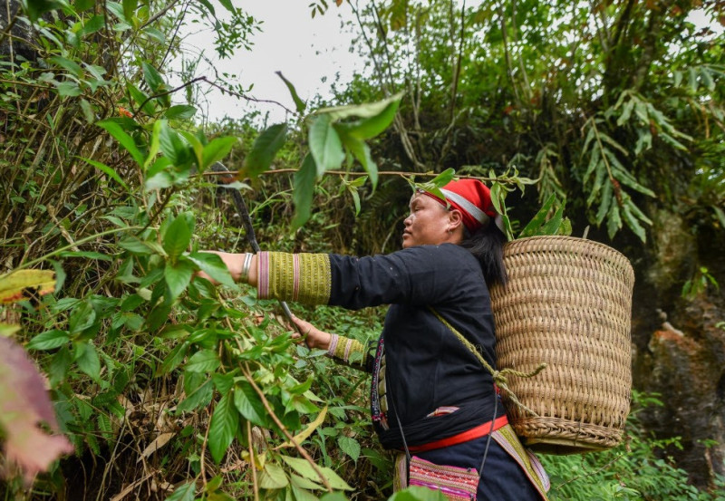 Người Dao và kho báu dược liệu vùng núi phía Bắc