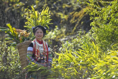 Cô giáo người Dao khởi nghiệp bằng tình yêu với bài thuốc cổ truyền