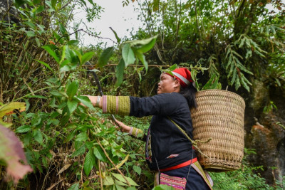 Người Dao và kho báu dược liệu vùng núi phía Bắc