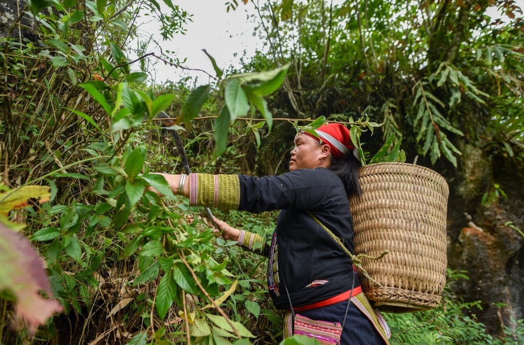 Dược liệu người dao